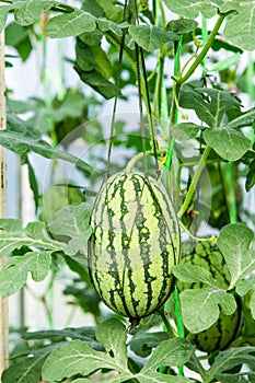 Watermelon on field in greenhouse.
