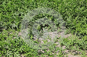 watermelon in the field with very fertile sandy soil