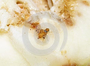 watermelon fly Myiopardalis pardalina Bigot photo