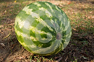 Watermelon