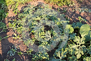 Watermelon in the garden