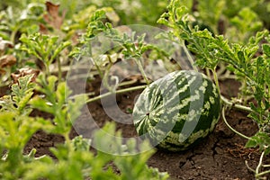 Watermelon in the garden in the leaves. Agriculture, agronomy, industry