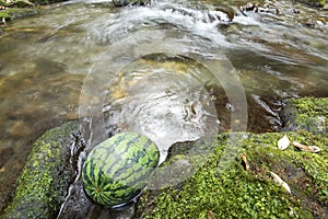 Watermelon in gentle stream