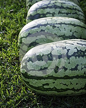 Watermelon on grass background