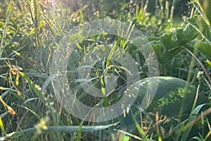 watermelon in the grass in the morning sun