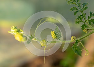 Watermelon green leaves and flowers, summer time in the garden, watermelon plant