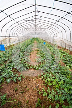 Watermelon in Greenhouse