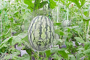 Watermelon in greenhouse