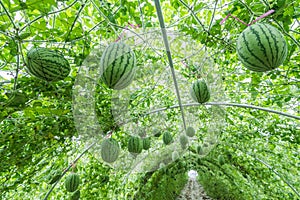 Watermelon in greenhouse