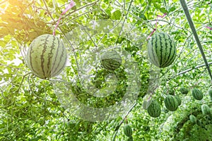 Watermelon in greenhouse