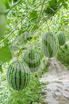 Watermelon in greenhouse