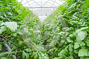 Watermelon in greenhouse