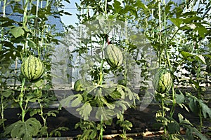 Watermelon in greenhouse