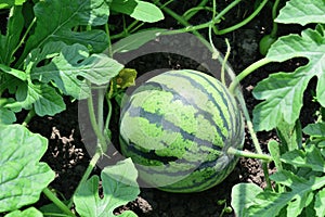 Watermelon growing in the garden