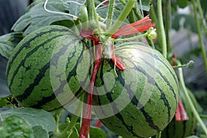 Watermelon is growing in a greenhouse