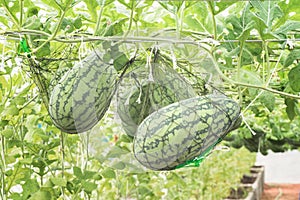 Watermelon growing in greenhouse