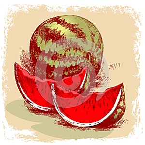 Watermelon hand drawn. illustration