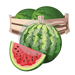 Watermelon harvest in wooden box, vector