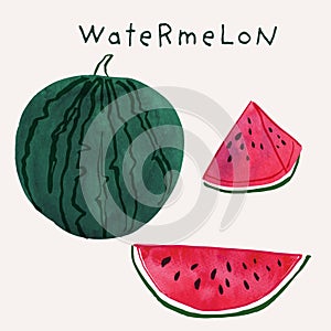 Watermelon illustration summer fruit vector set with watercolor texture and line art. Hand drawn fully isolated modern colorful