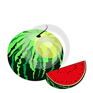 Watermelon and juicy slices, green leaves and yellow watermelon flower vector illustration in flat design. Summer food concept