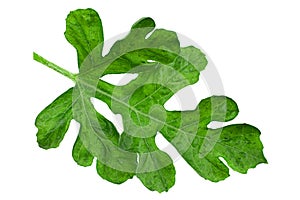 Watermelon leaf closeup