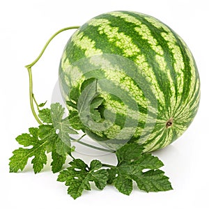Watermelon with leaves isolated photo