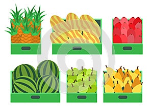 Watermelon and Melon Pineapple Apple Set Vector