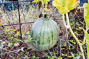 Watermelon in an orchard