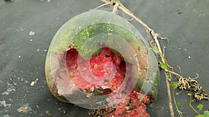 Watermelon overmature rotten overripe bio farm plant mold mildew blight field planting mould growth Citrullus lanatus