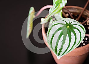 Watermelon peperomia aka peperomia argyreia plantlet on dark background.