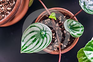 Watermelon peperomia plantlet on a black table stand. photo