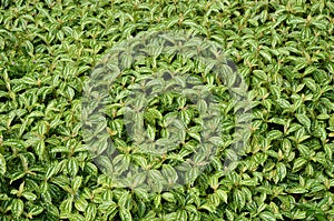 Watermelon Pilea background.