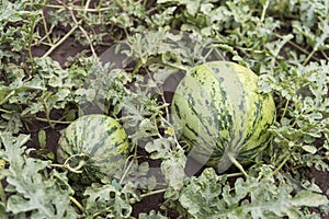 Watermelon plant with fruit, leaf, stems and flowers in a vegetable garden