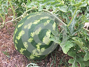 Watermelon plant in the garden