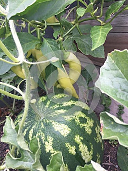 Watermelon plant in the garden