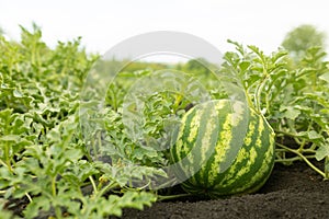 Watermelon plant on the ground in a garden