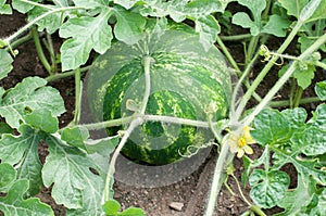 Watermelon plant in a vegetable garden