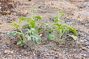 Watermelon plant in a vegetable garden