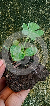 Watermelon plants seed ready to transfered to the ground