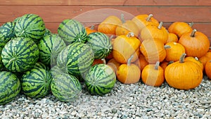 Watermelon pumpkin pile melon bio farm plant field planting growth Citrullus lanatus Cucurbita pepo orange citron tsamma