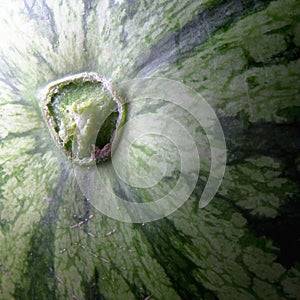 Watermelon rind close-up