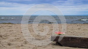 Watermelon rind left on the beach