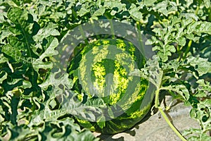 Watermelon ripens in a garden