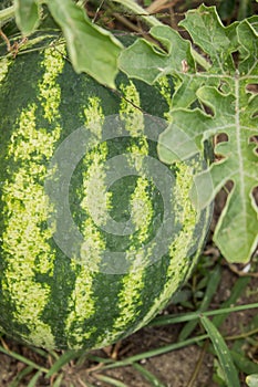 Watermelon ripens in the garden bed