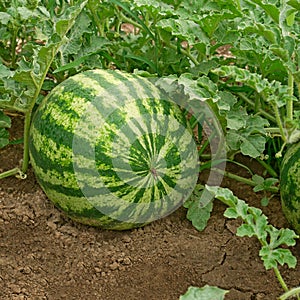 Watermelon ripens in a garden on soil