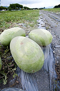 Watermelon on the sandland