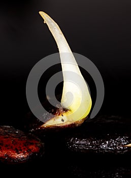 Watermelon seed germinates on a black background.