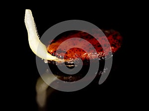 Watermelon seed germinates on a black background Macro