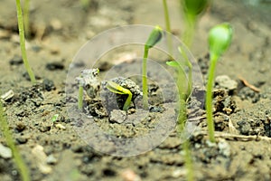 Watermelon seed germinates easily and quickly, within a few days