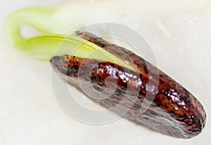 Watermelon seed germinates in a napkin